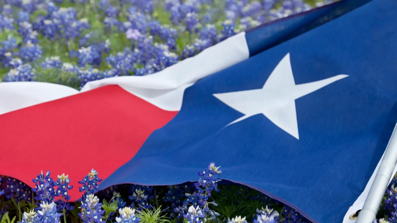 texas flag among bluebonnet flowers on bright spring day