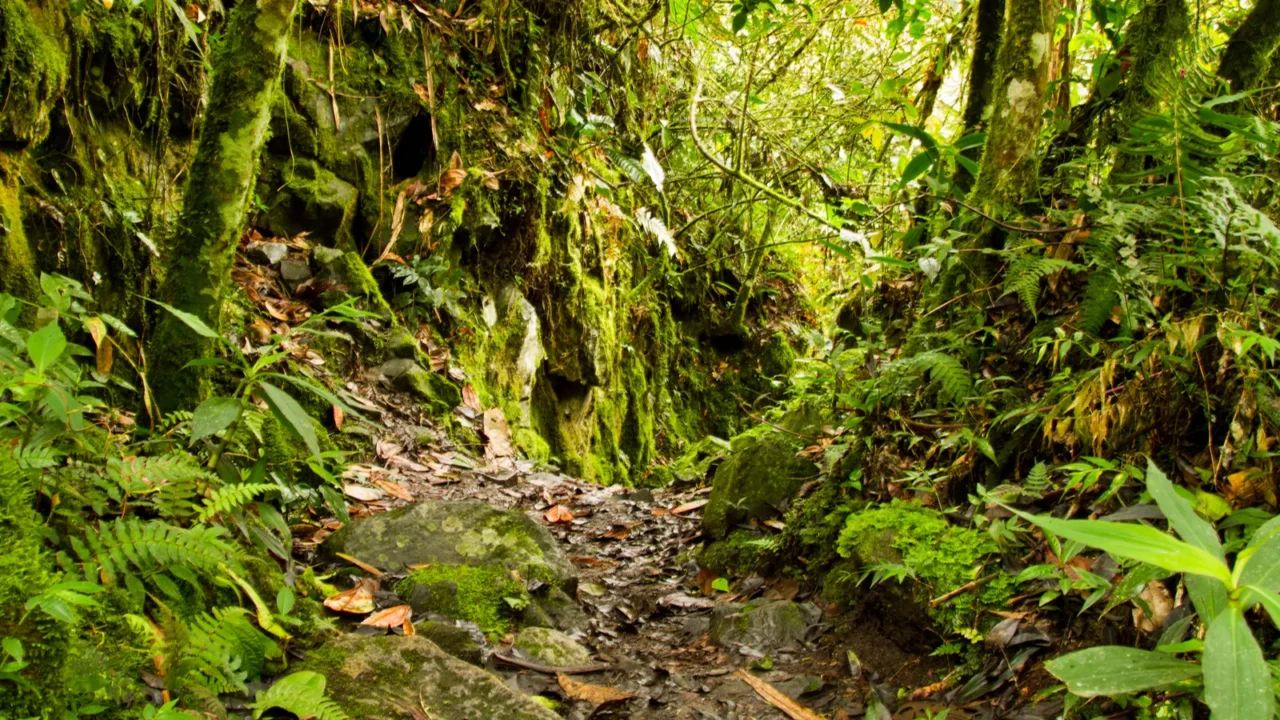 tropical rainforest in the national park ecuador