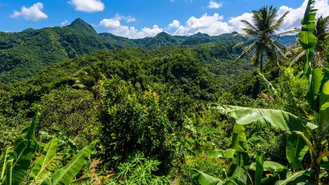 tropical rainforest on caribbean island of st lucia