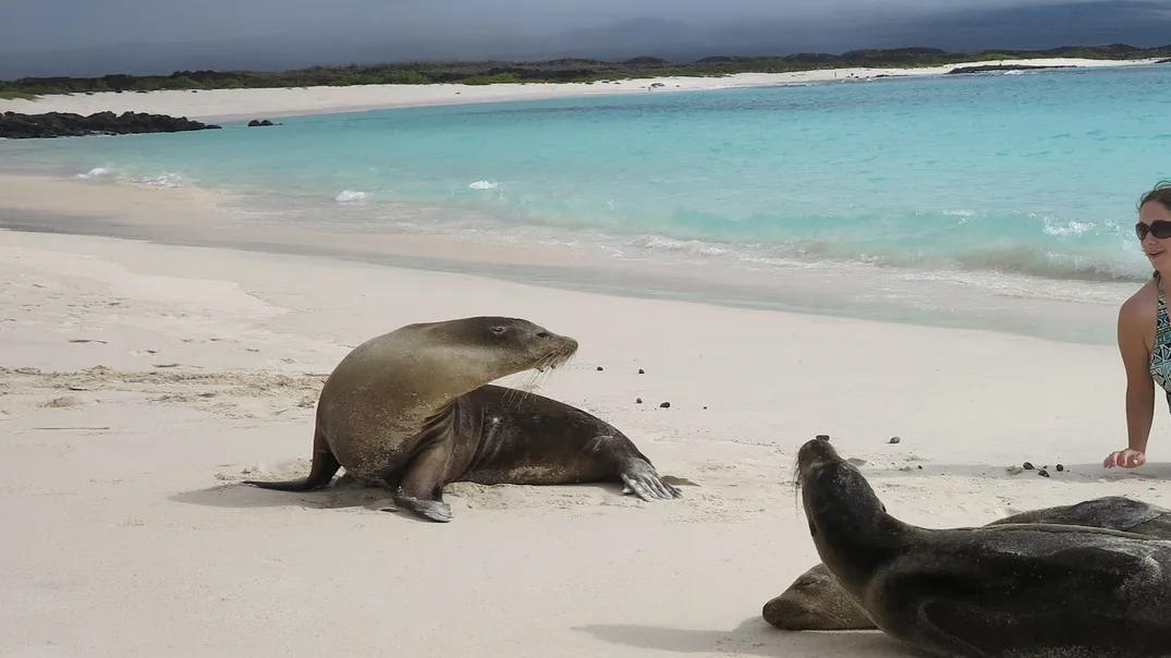 woman tourist lays among seals on beach
