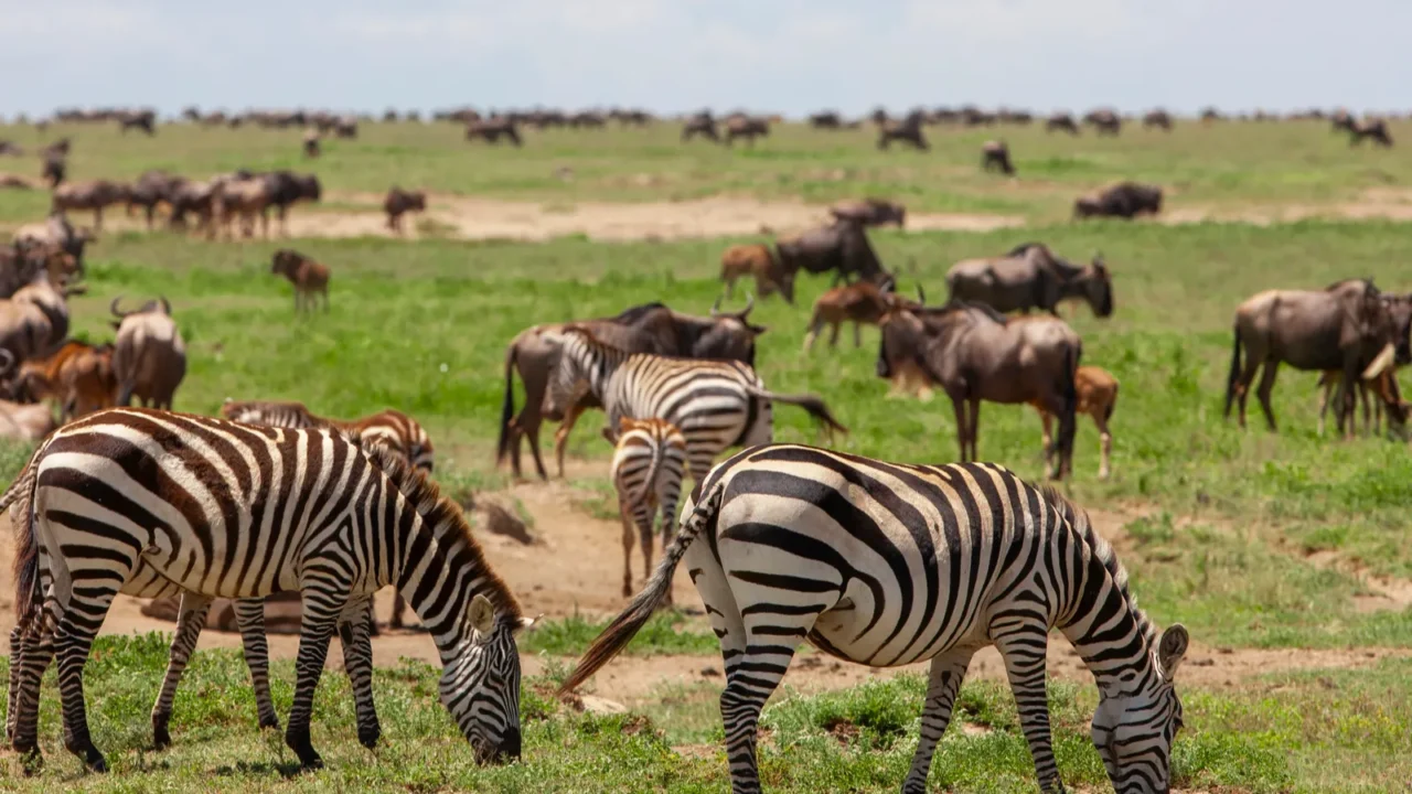zebras and wildebeests in serengeti wild animals of savanna in