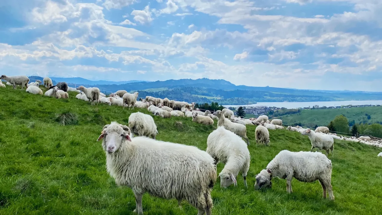 a flock of sheeps on meadow spring cloudy day in