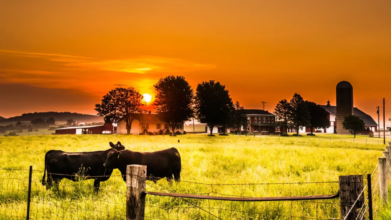 a male bull and female beef cow stand side by