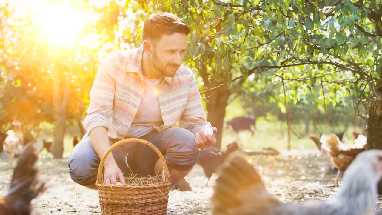 adult man collecting eggs in basket on field at farm