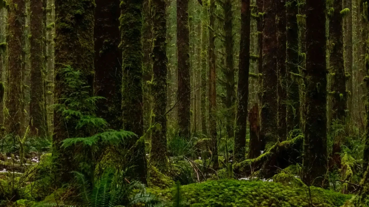 aerial flying view of the moss covered trees in the
