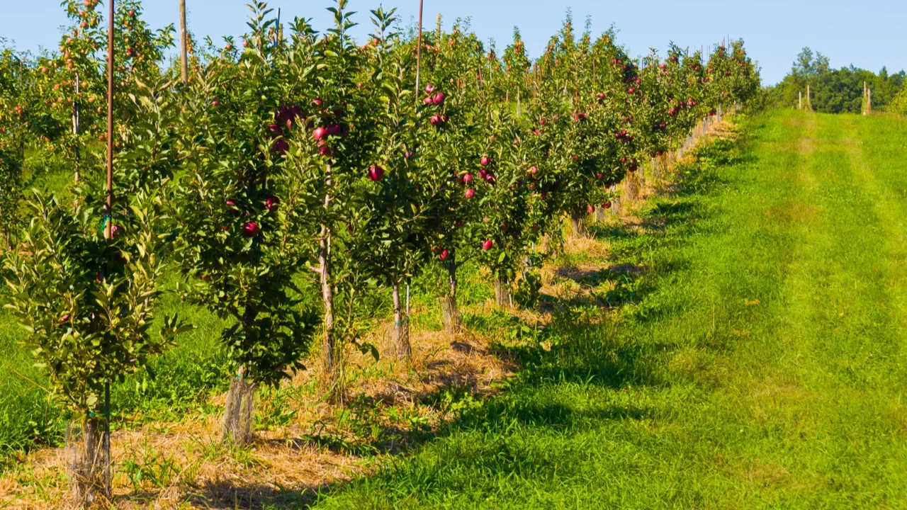 apple orchard