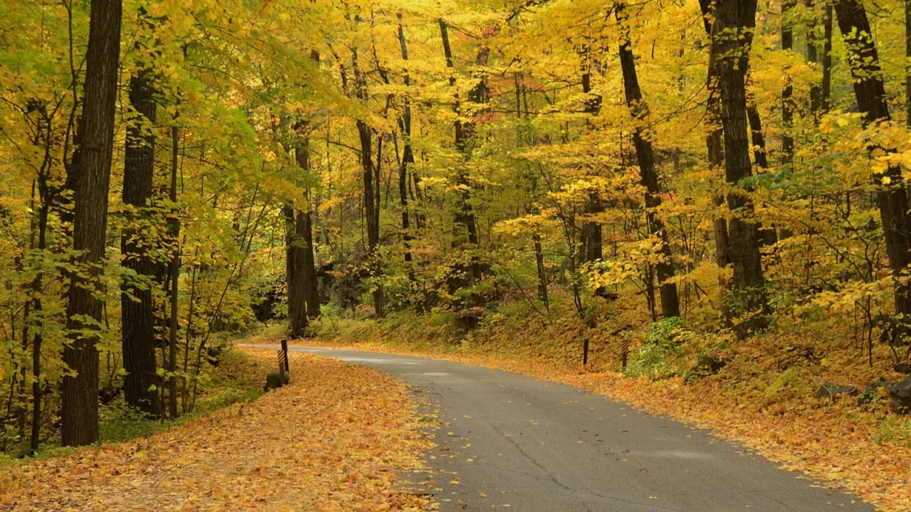 autumn colors along a rural road