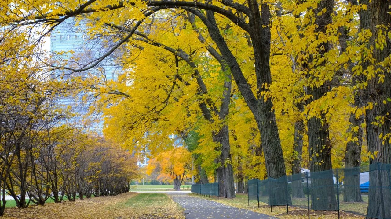 autumn foliage at north rose garden in downtown chicago illinois