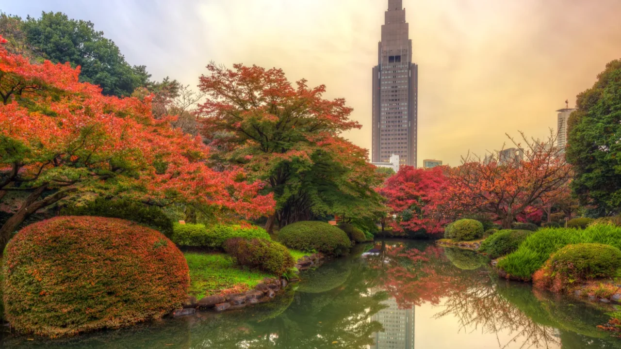 autumn in the shinjuku park tokyo