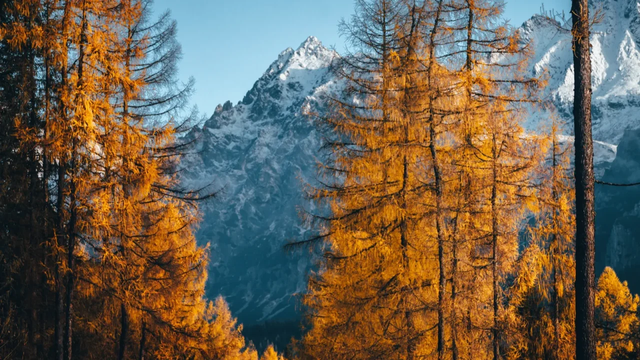 autumn nature orange trees road under snowy mountains and runner