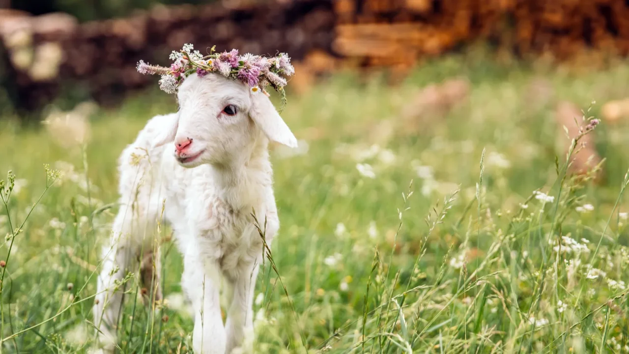 baby lamb with flower crown