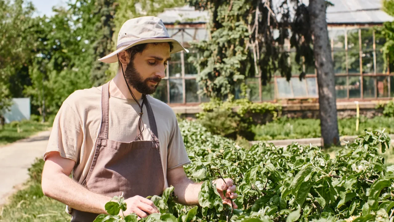 bearded gardener in sun hat and linen apron examining green