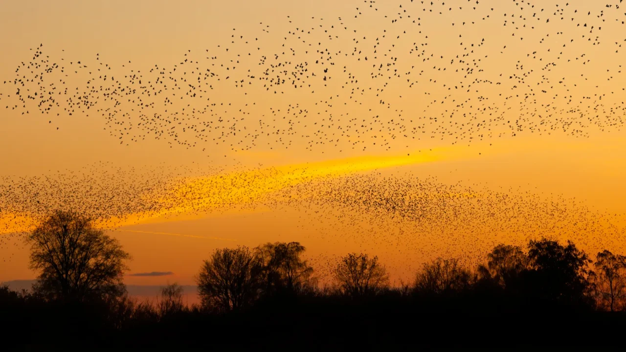beautiful large flock of starlings a flock of starlings birds