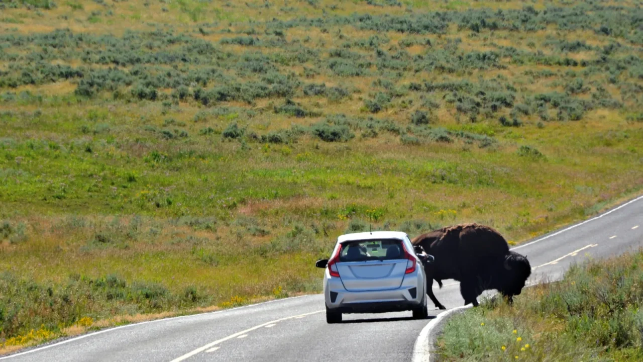 bison stops car as it crosses the road in yellowstone