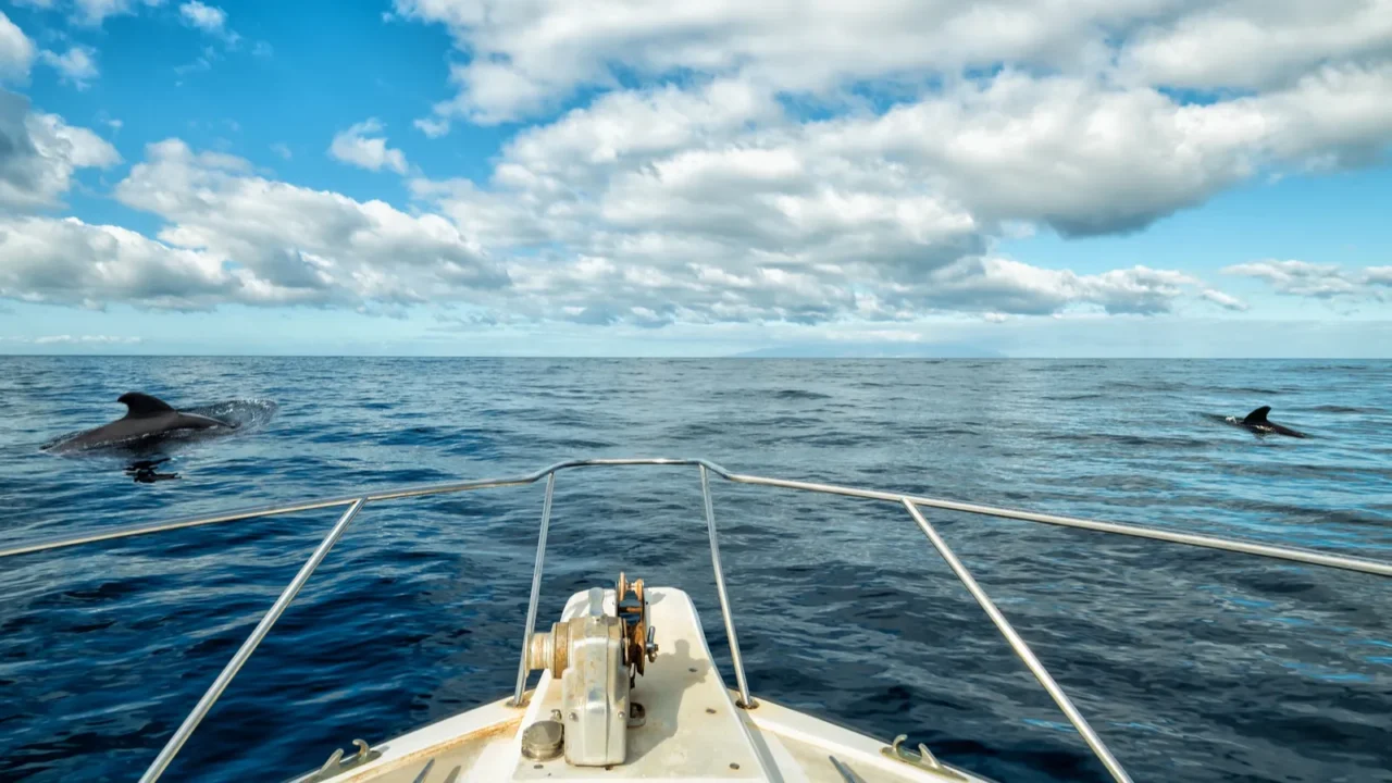 boat trip with whales sighting