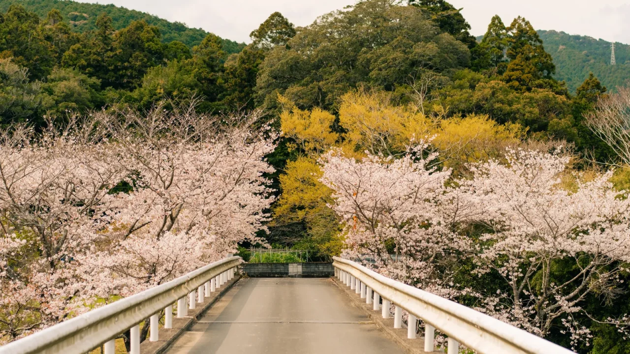 cherry blossoms on shikoku island japan high quality photo