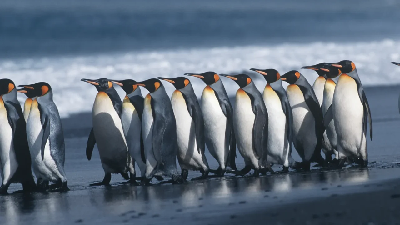 colony of king penguins on beach