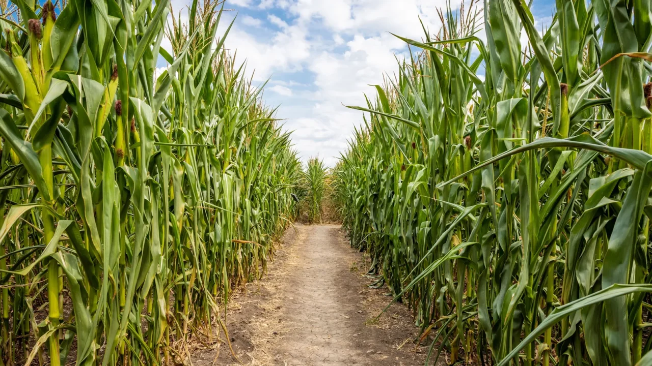 corn maze
