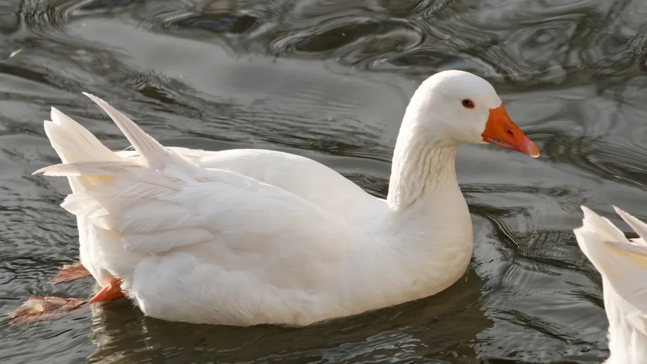 detail of white goose in a lake