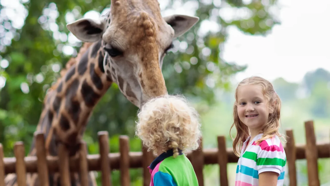 family feeding giraffe in zoo children feed giraffes in tropical
