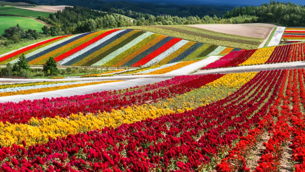field of colourful flowers in japan on hokkaido island farm