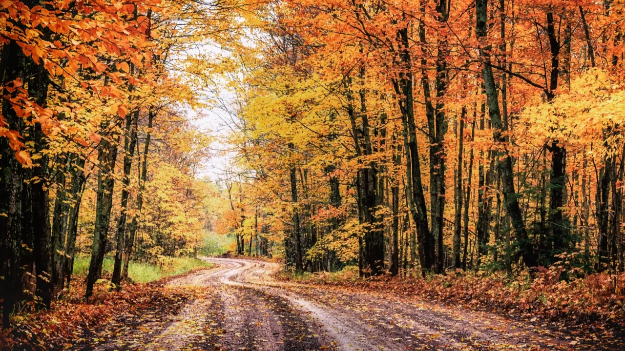 forest drive in autumn the covered road in michigans houghton