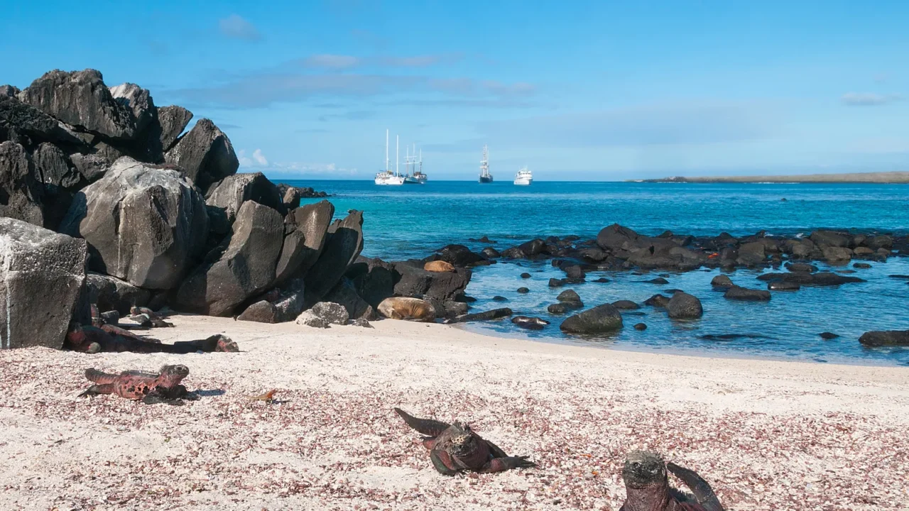 galapagos marine iguanas on espanola island