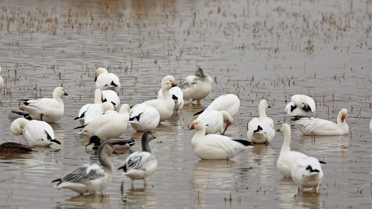 group of snow geese  bosque del apache national wildlife