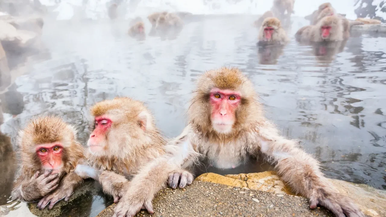 group of snow monkeys sitting in a hot spring at