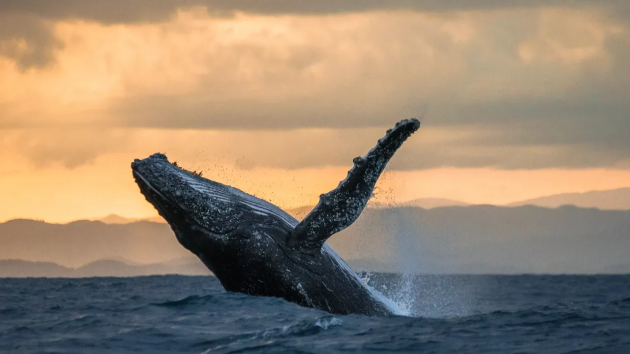 humpback whale jumping out of the water