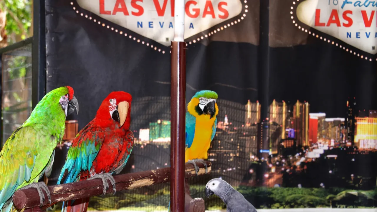 nevada usa 103018 the flamingo wildlife habitat in las vegas