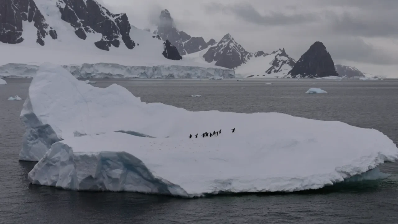 penguins on the iceberg in sea