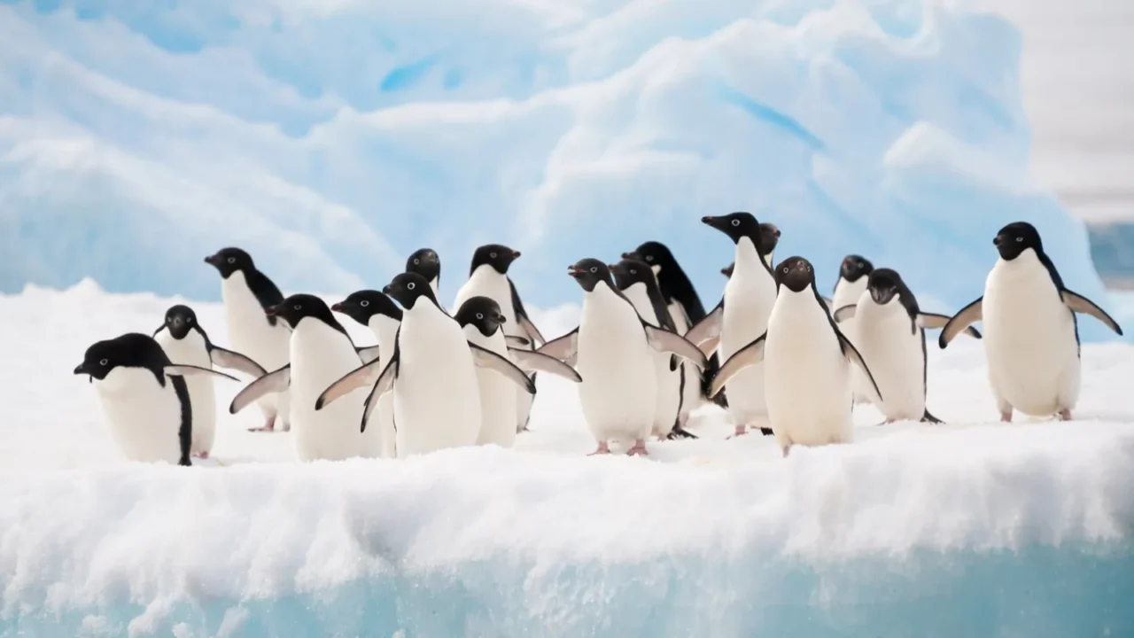 penguins on the snow