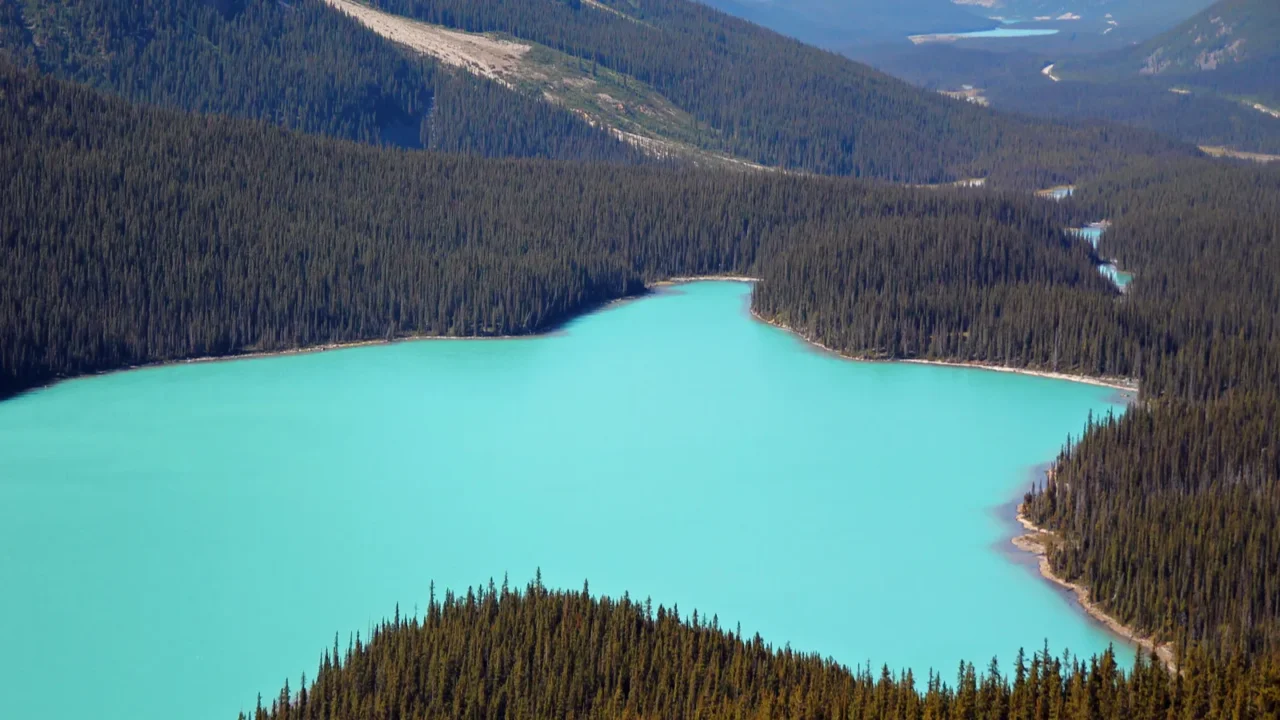 peyto lake with its dog shape and turquoise water in