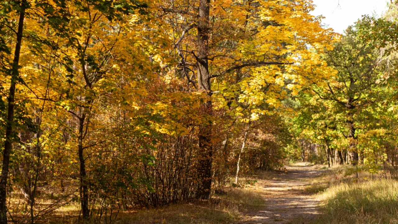 scenic autumn forest with golden foliage and path in sunlight