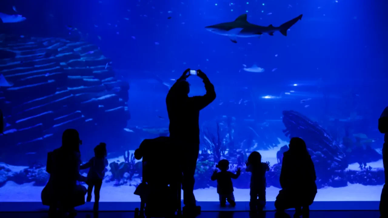 silhouette of visitors observing and taking pictures of the fish