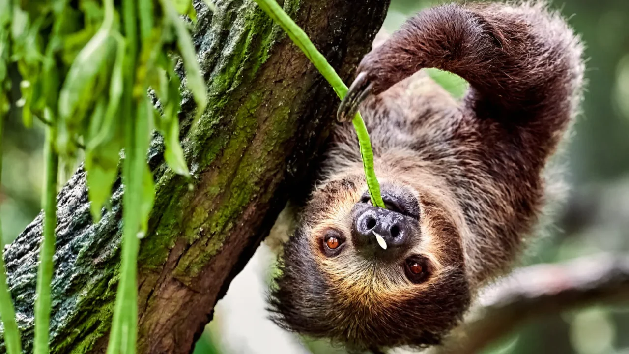 sloth hanging on a tree and eating leaves
