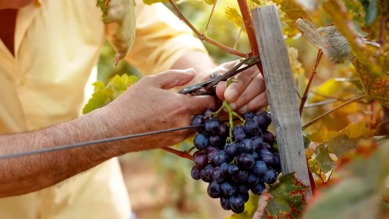 smiling man picking red wine grapes on vine in vineyard