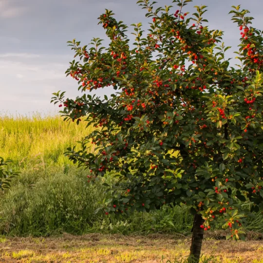 From orchards to festivities, September’s must-visit fall destinations near Chicago
