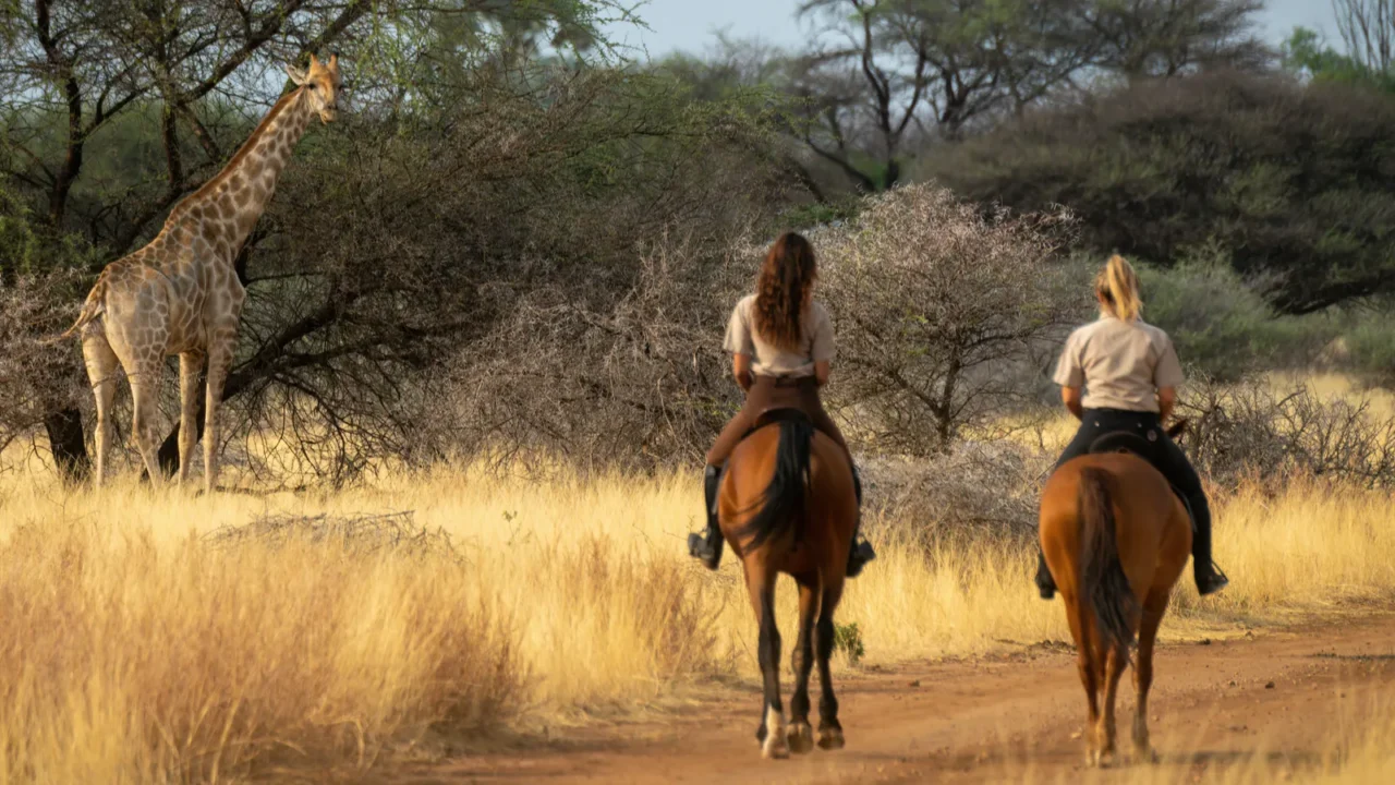 southern giraffe watches two women on horseback