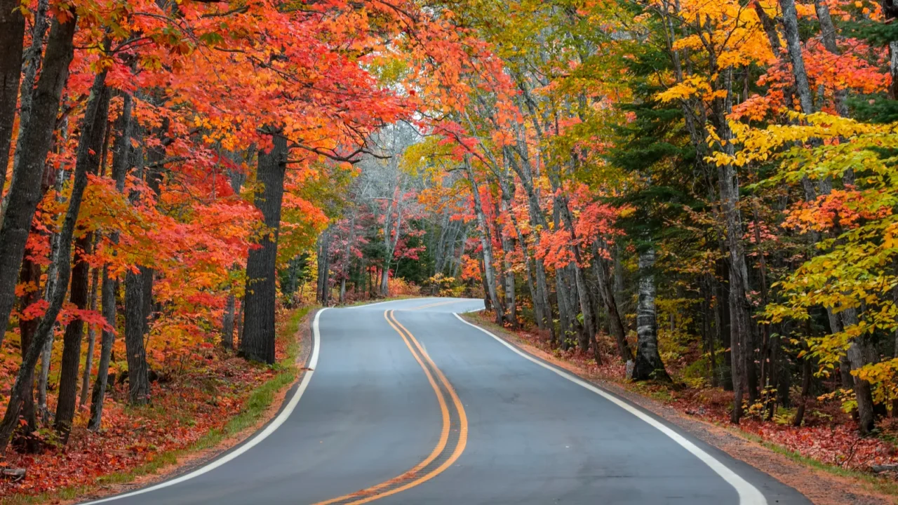 tunnel of trees in autumn time along scenic byway m41
