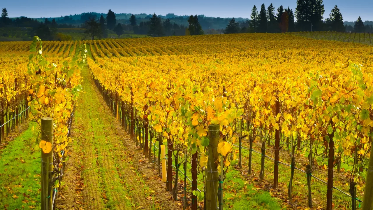 vineyard in napa valley