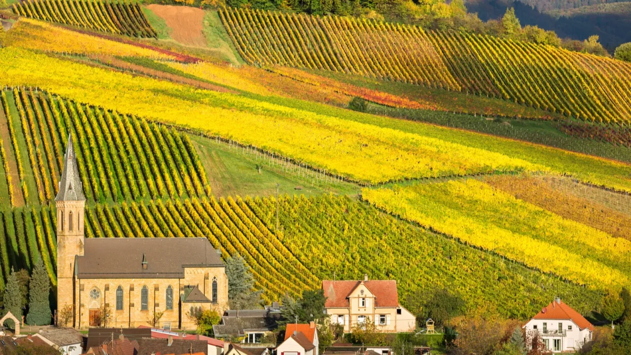 vineyards with autumn colors pfalz germany