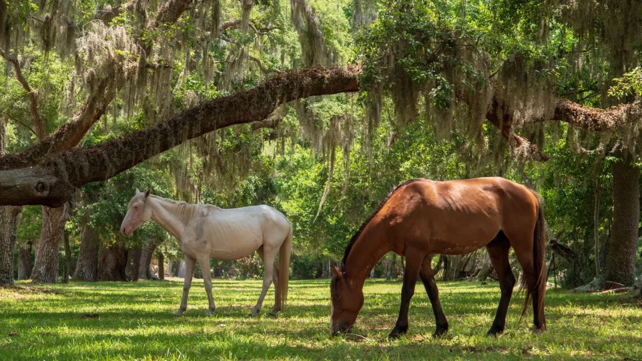 wild horses at cumberland island national seashore