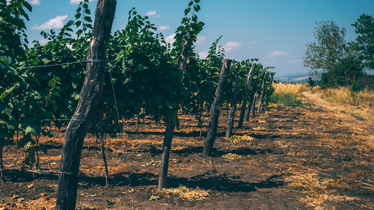 wine growing region rows of young grape vines in a