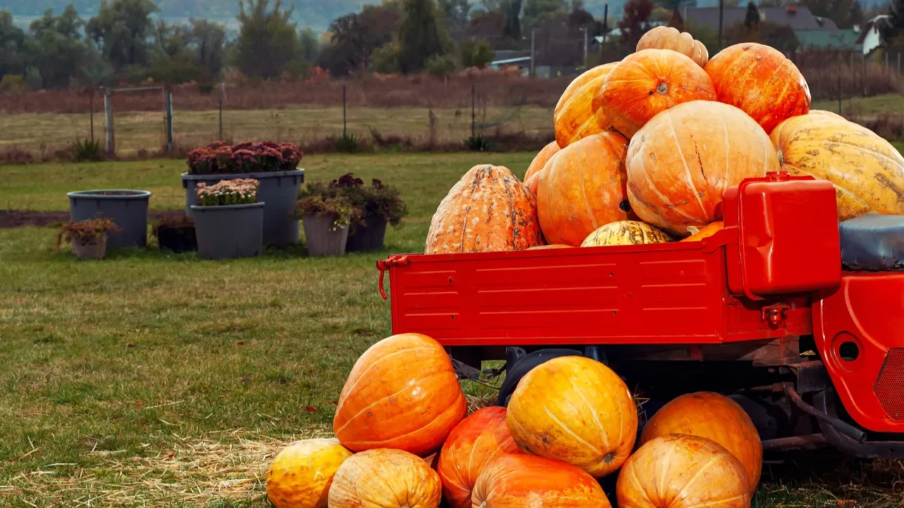 yellow and orange pumpkins at the fair pumpkins in baskets
