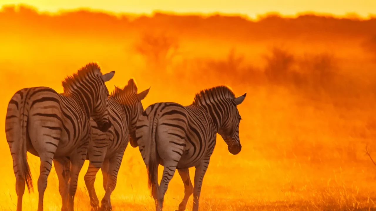 zebras herd on african savanna