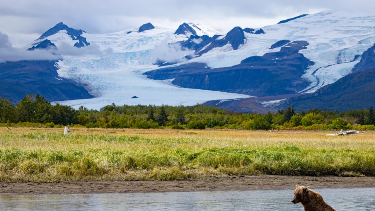 alaska lake clark national park and homer bear viewing