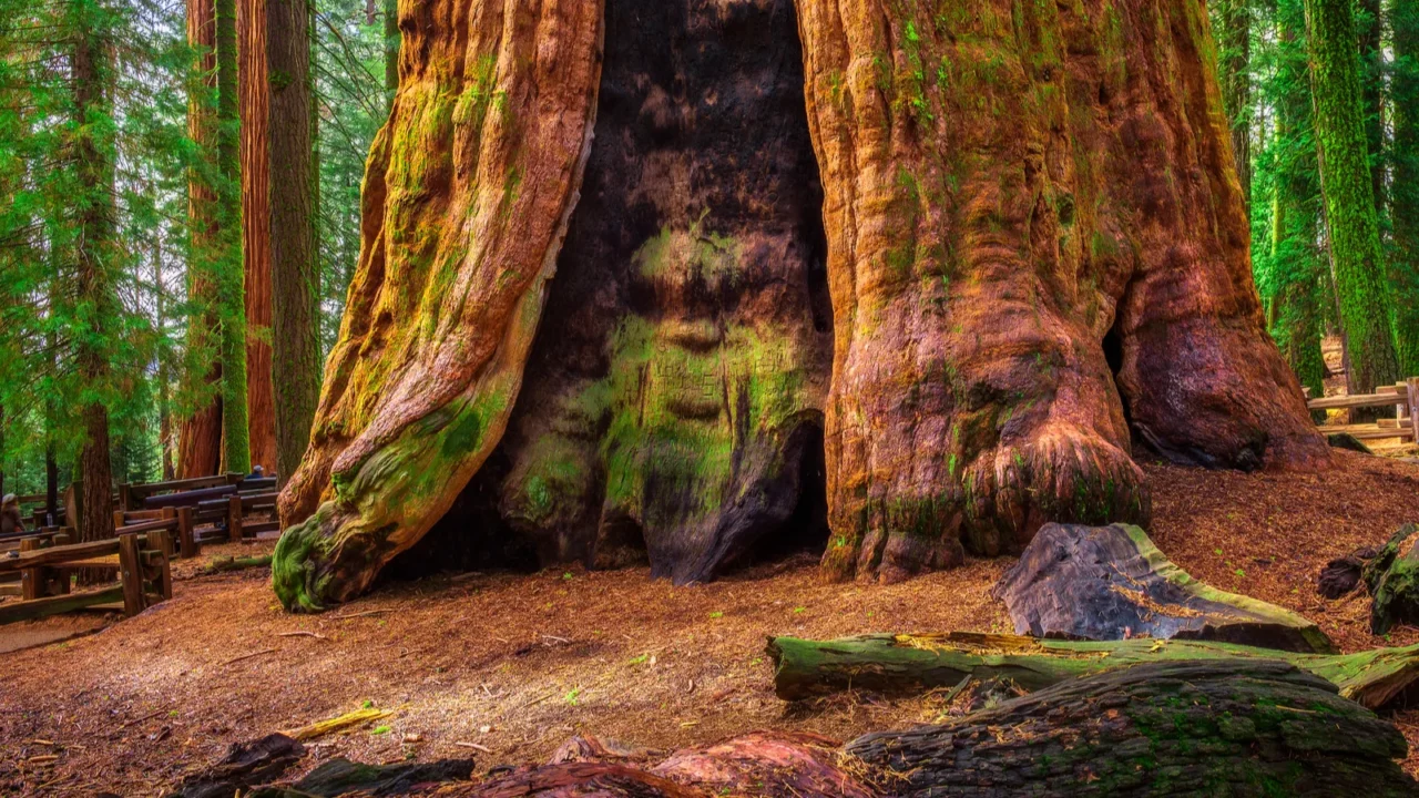 ancient general sherman tree in sequoia national park