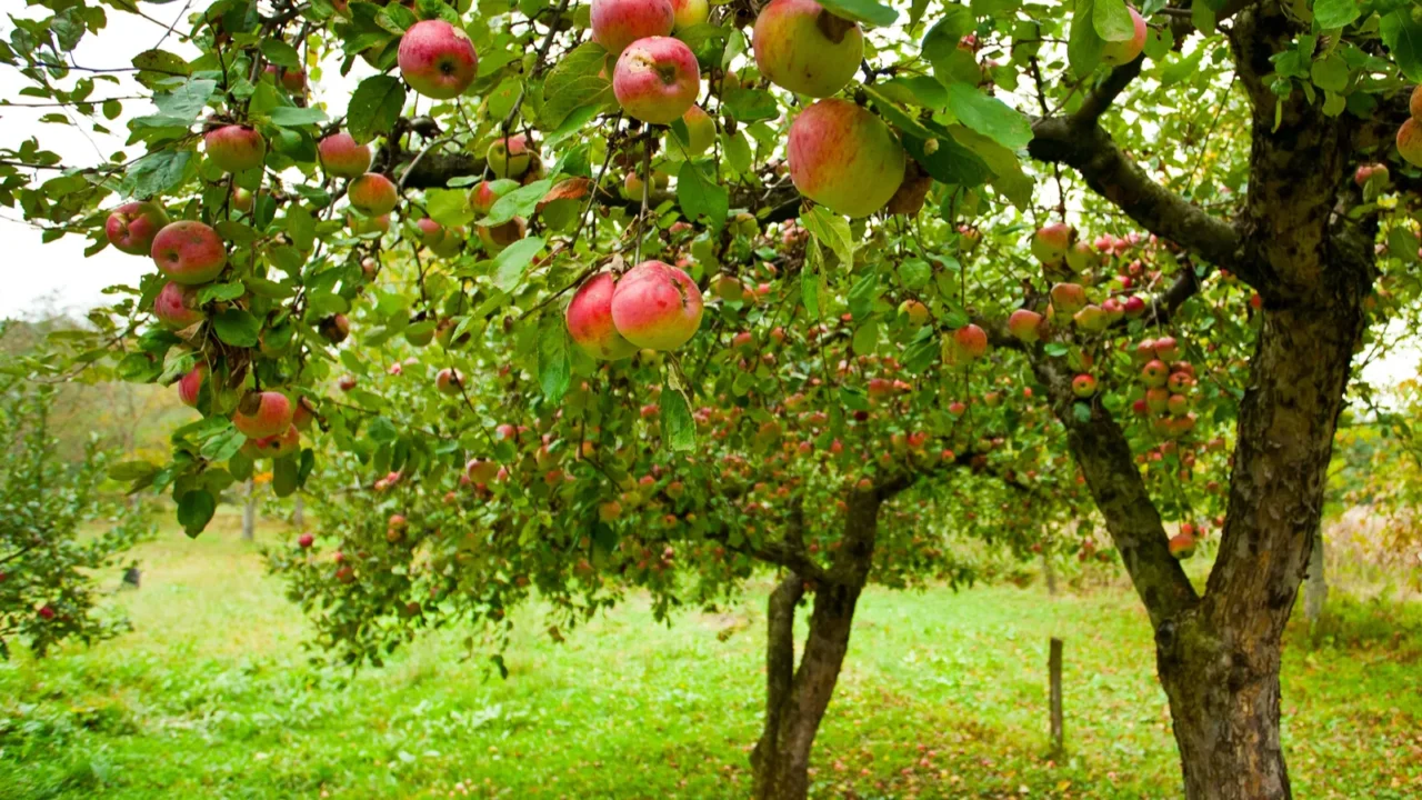 apple trees with red apples